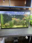 Acvariu Classica Eco 60