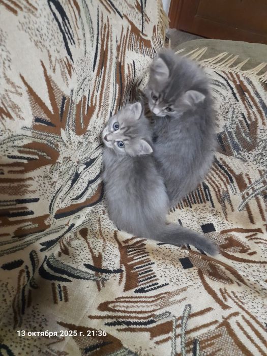 Отдам котят в добрые руки