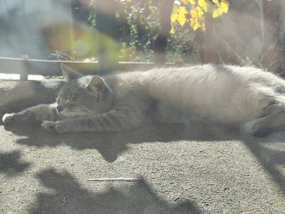 Подарявам малки котенца