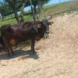 Vand vaca si taur