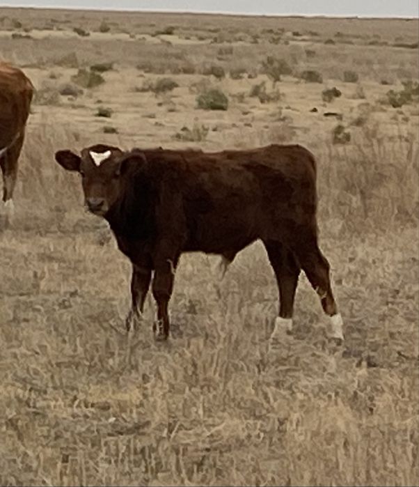 Бызау баспак шыгып тургандар сатылады .