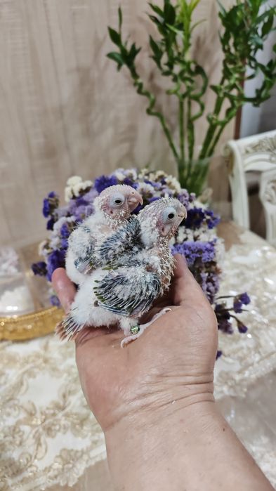 Продаются птенцы Ананасовой Пирруры.