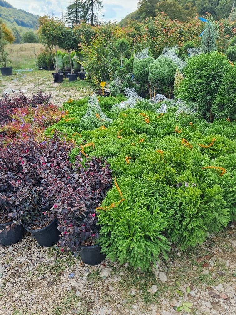 Plante ornamentale oferta de toamnă