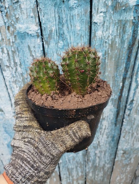 Продам кактусы домашние