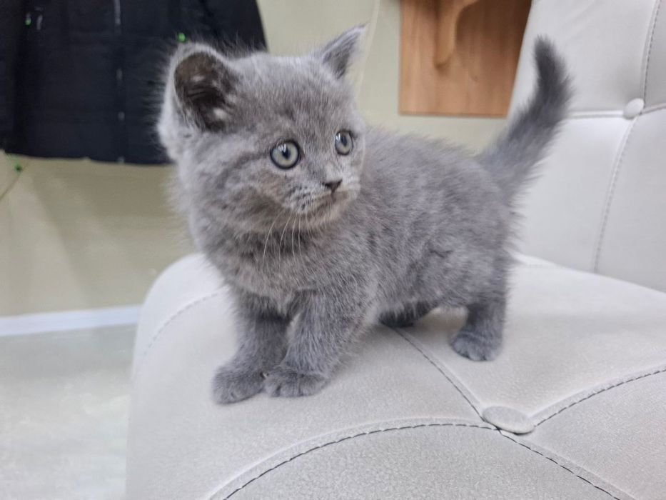 Scottish Fold britan 2 ayliq