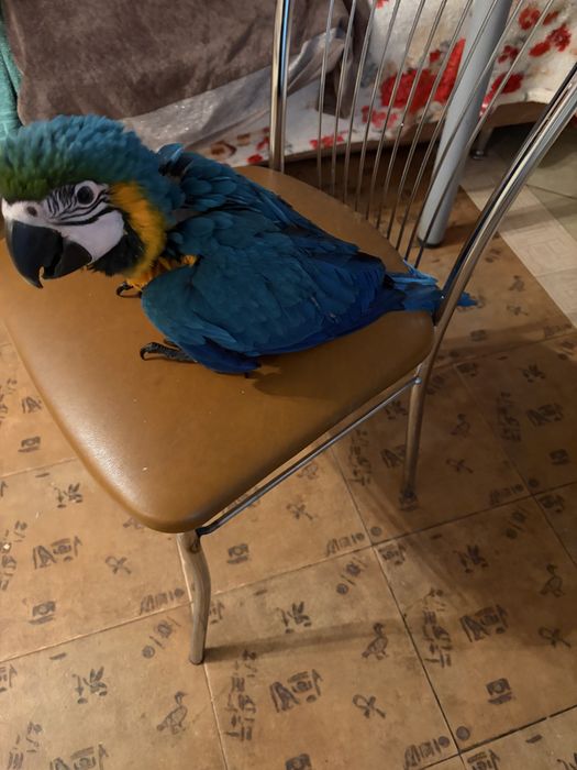 Papagal ara inelat cu adn, mascul