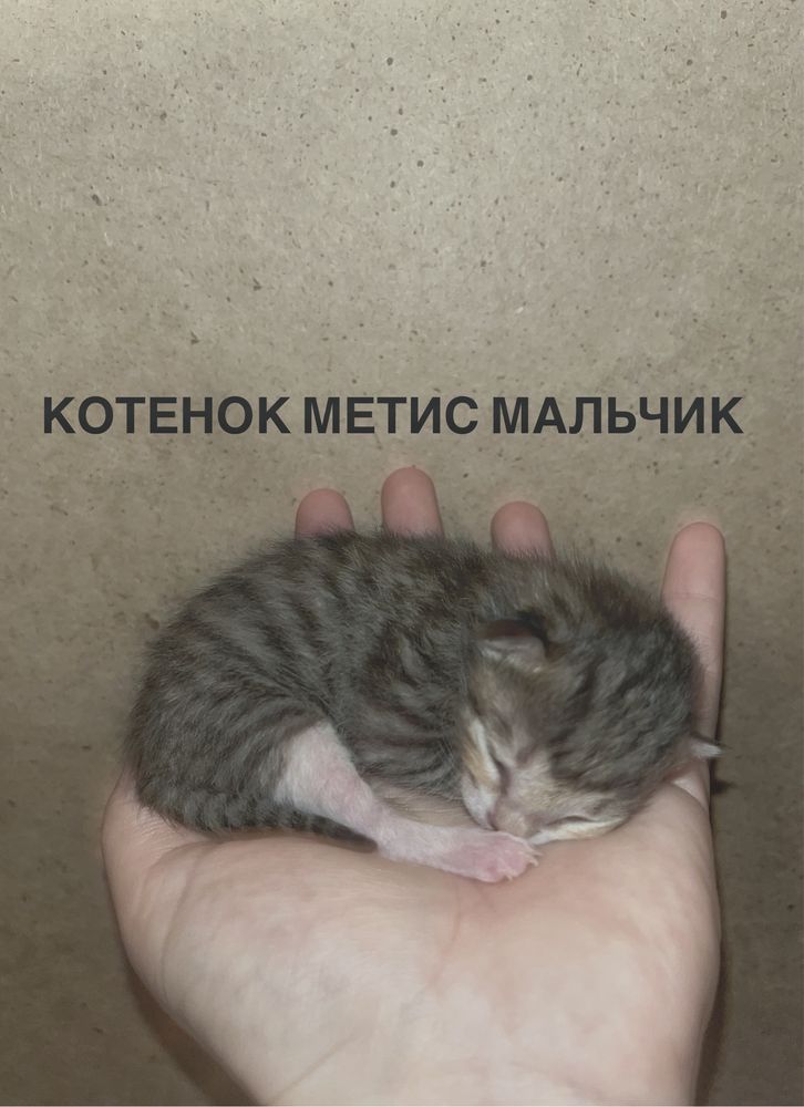 Отдам в добрые руки котят метисов