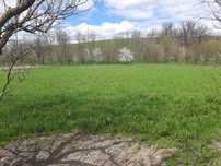 Vand Casa loc. Bodo Timiș cu teren platz intreg aprox.3000m2