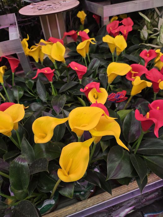 Пересадка, перевалка, озеленение