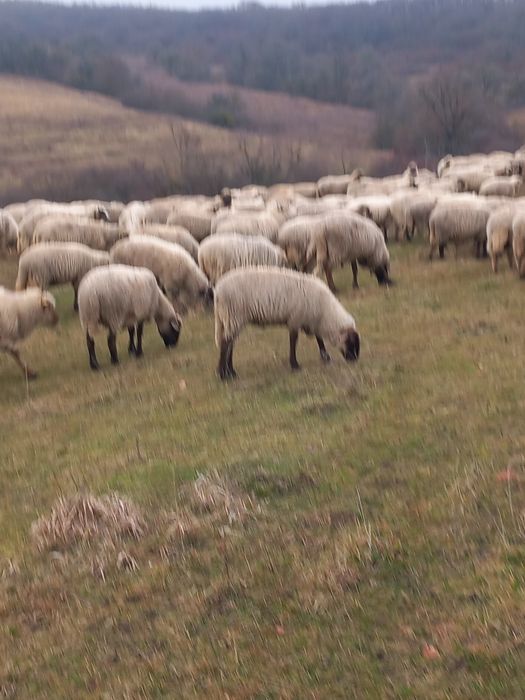 Oi de vânzare tinere