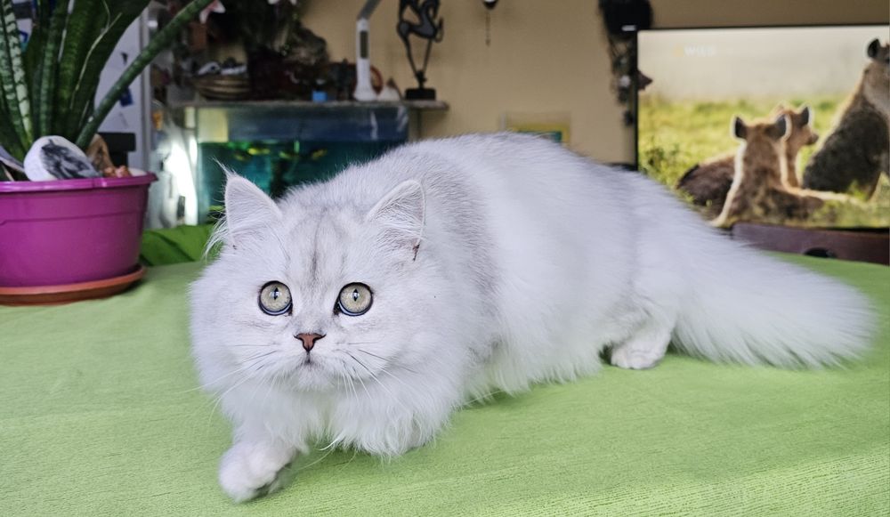 Британски дългокосмести котенца