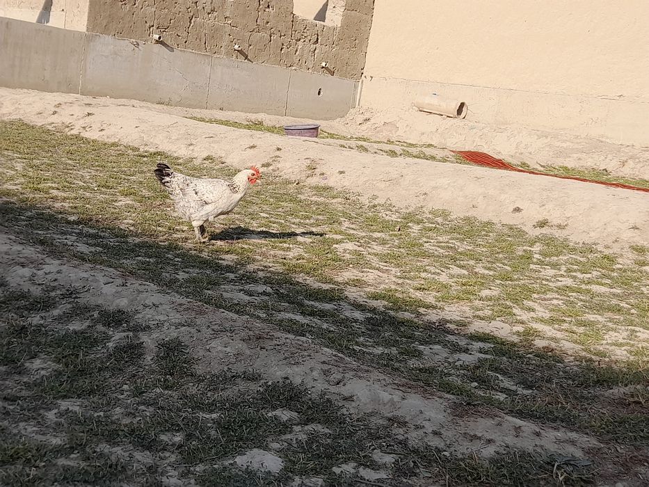 Tovuq xurozlar sotiladi