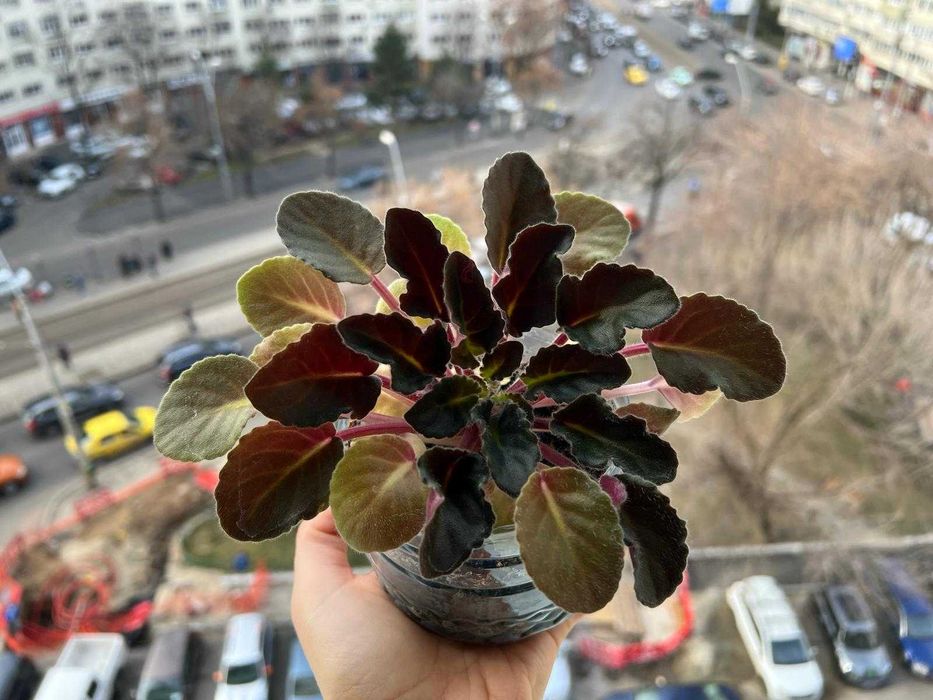 Violete de Parma batuta - „Violeta africana” - Saintpaulia