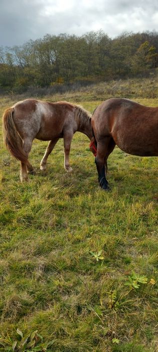 Iapa și manza.      .