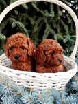 Той пудел Poodle toi
