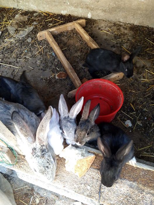 Куён сотилади кролик