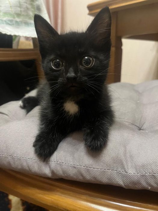 Котёнок ищет добрые руки