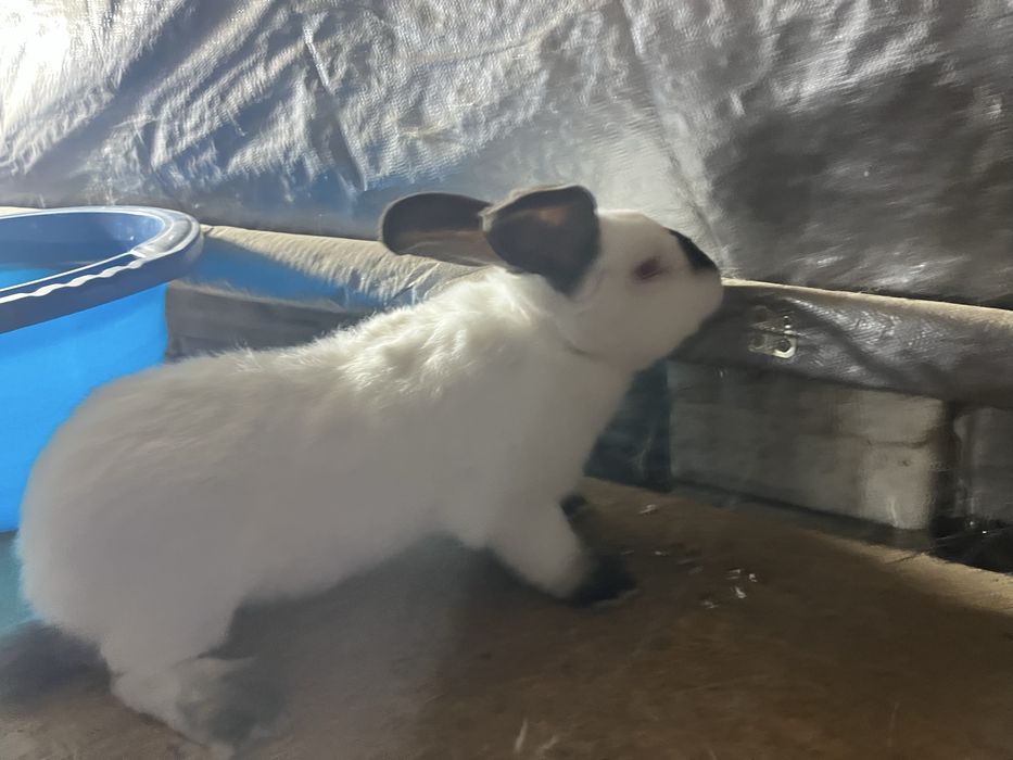 Urias Transilvania Urias Alb