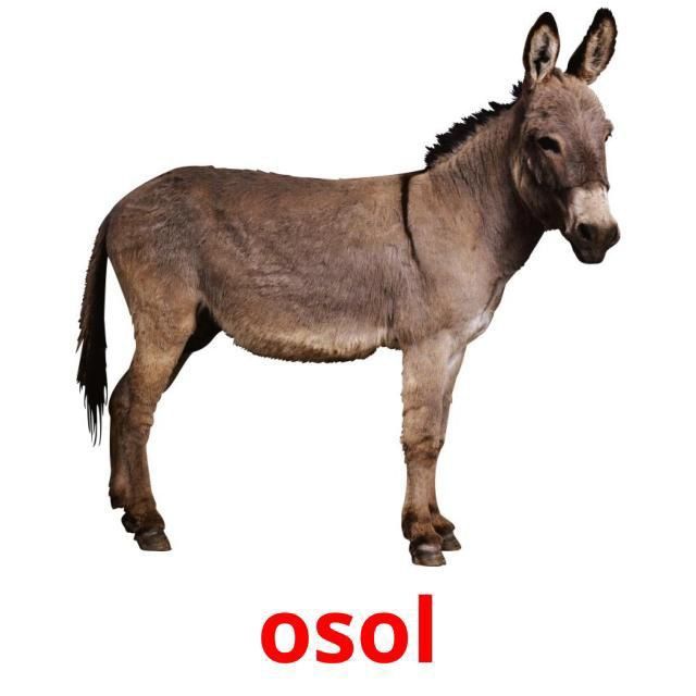 Продам осёл ишак