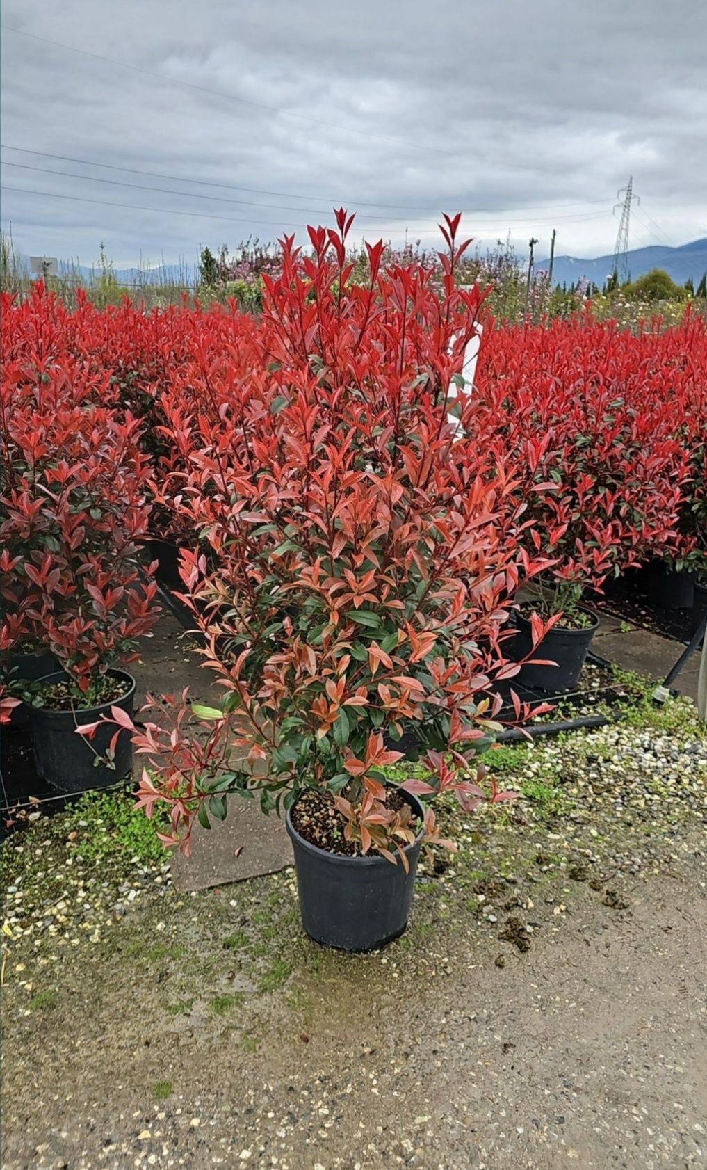 Leylandii - photinia gard viu - Evunimus - ilex - camelia