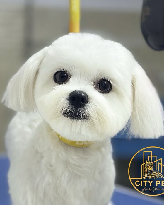 Tuns caini pisici Bucuresti -P Muncii   -sect 2 frizerie canina