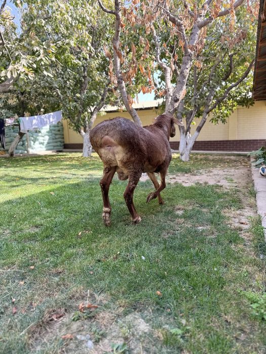 Қурбонликга Қўчқор Qochqor сотилади qoy qurbonlik