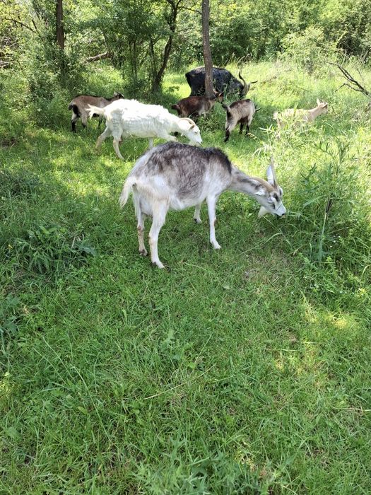 Vând capre cu iezi