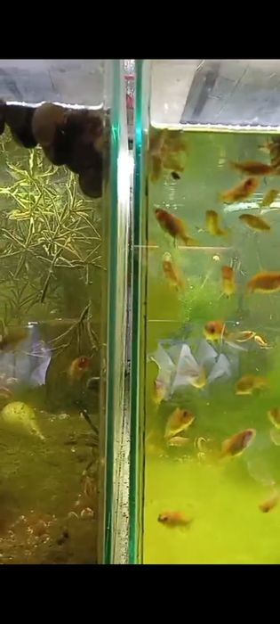 Золотые рыбки вуаль