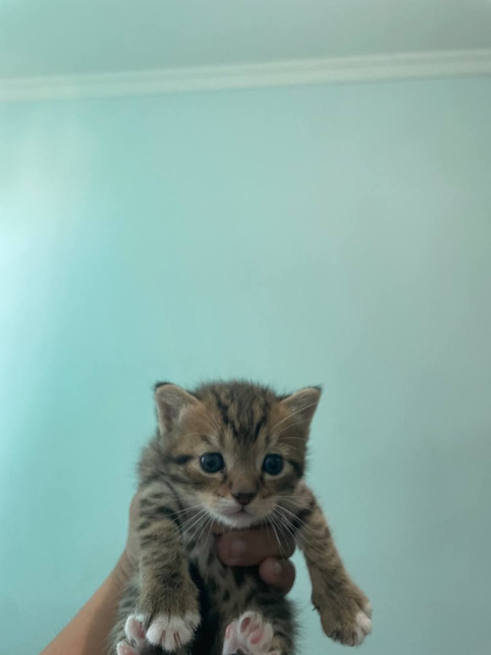 Котята фолд страйт
