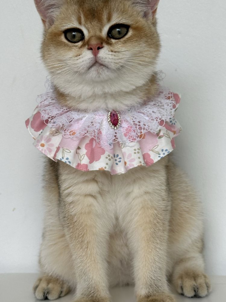 British shorthair golden shaded, FETITA superba !! FELISA AUTORIZATA !