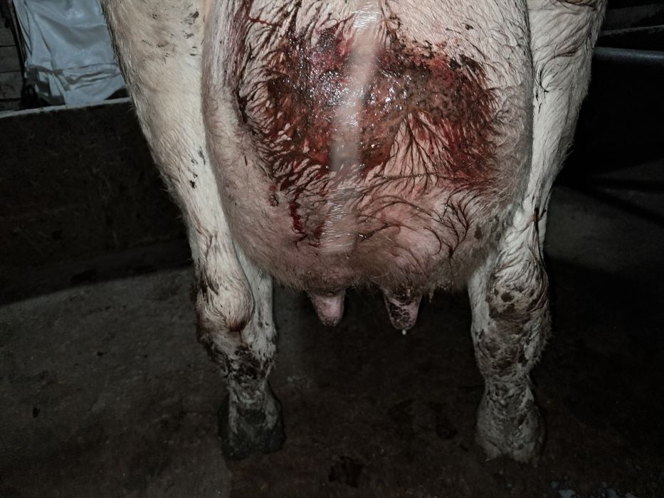 Vând vaci Bălțată românească