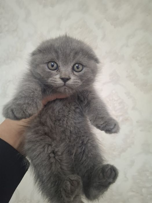 Продам милых котят