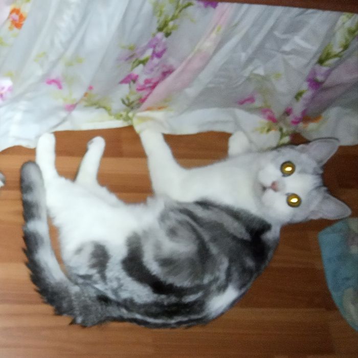 Продаётся чудная серебристая девочка, шиншилла.