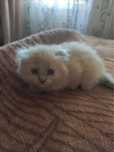 Котёнк вислоухий