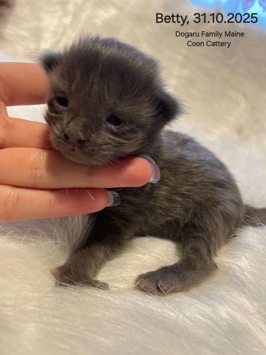 Fetiță Maine Coon Pedigree