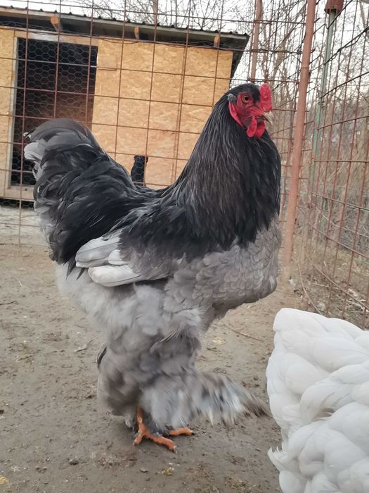 Puișori de diferite rase și vârste
