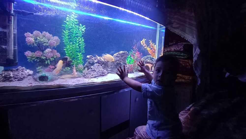 Аквариум 300л баликлари билан 600$