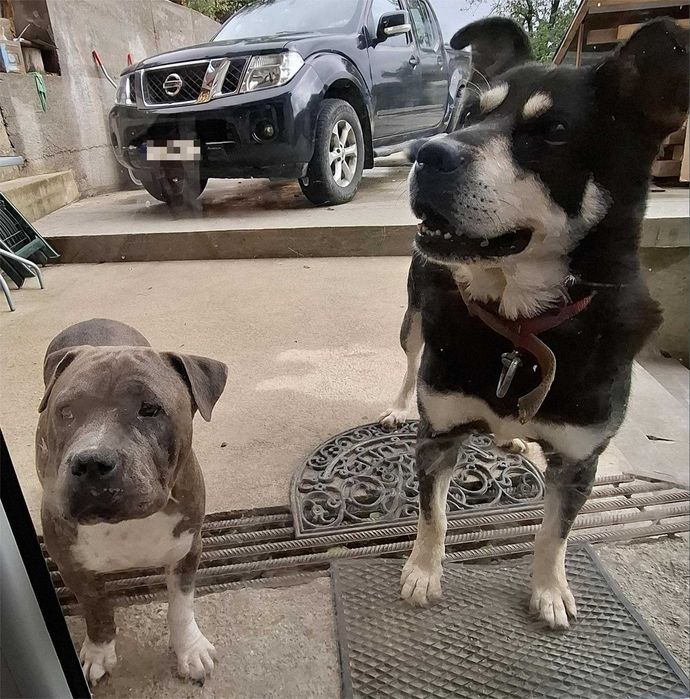 Pui caine metis amstaff cu ciobanesc