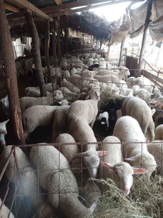 Vand miei, in viu sau carcasa