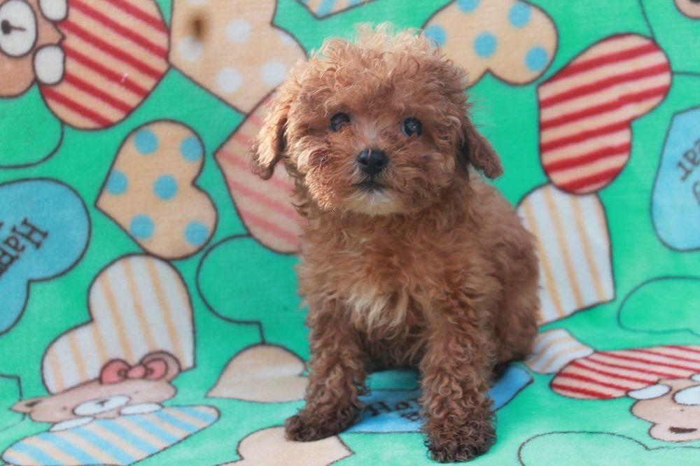 Эксклюзивная девочка,мальтипу F1, супер мини