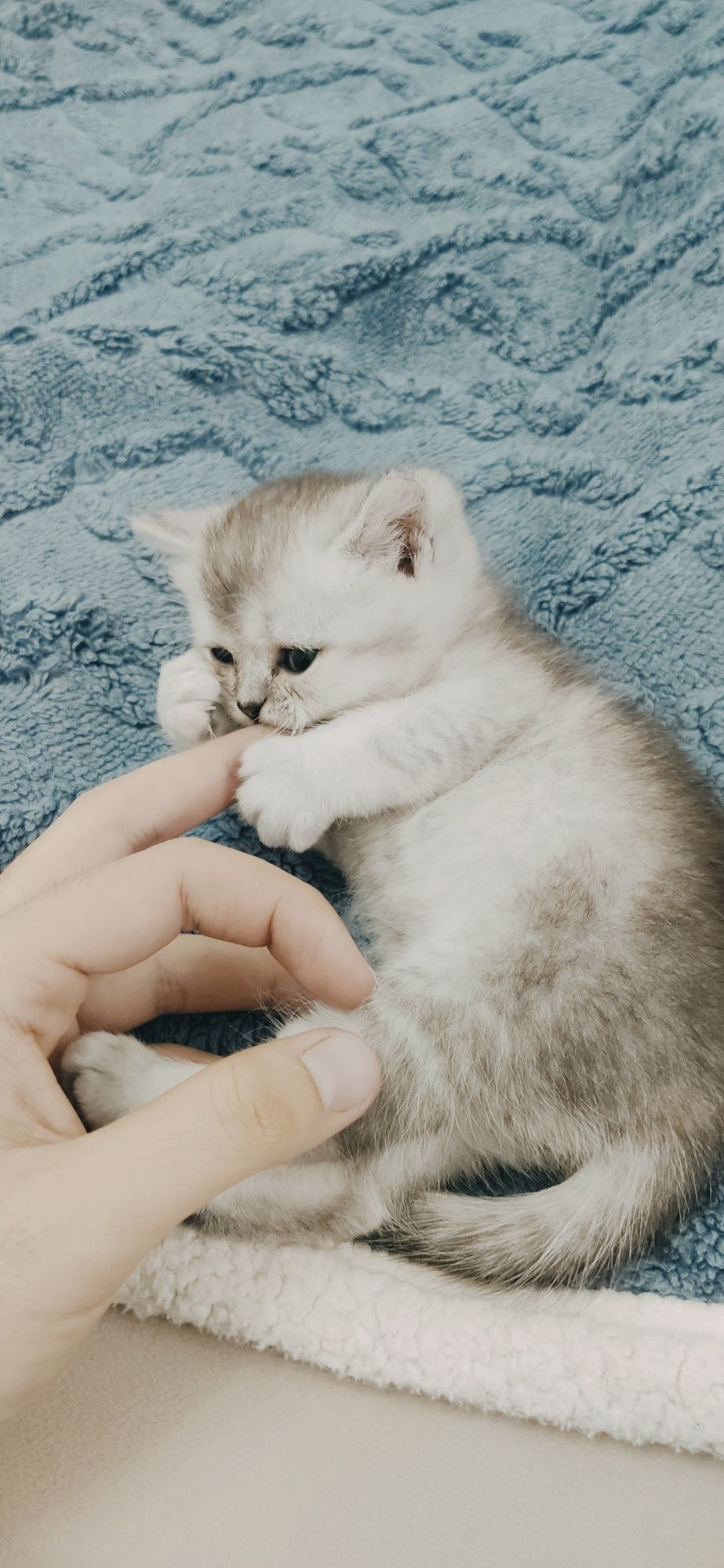 Британский шиншилла 1.5 месяца