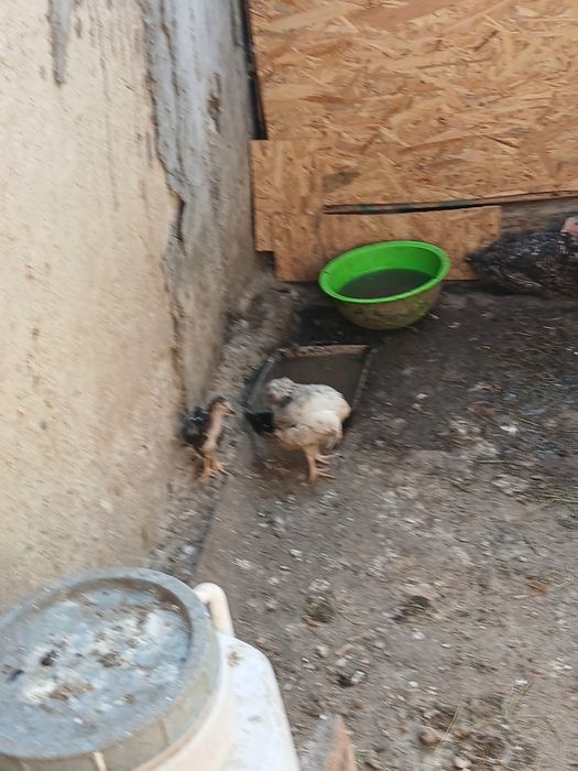 Pui de găină de vanzare