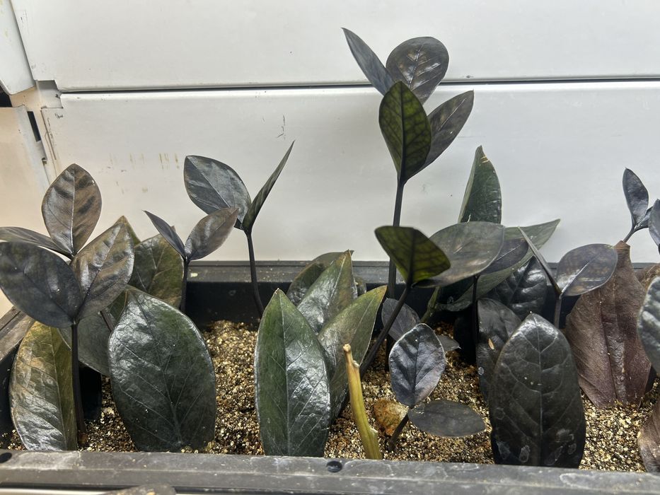 Продам Замиокулькас Равен зензи по 800 тг