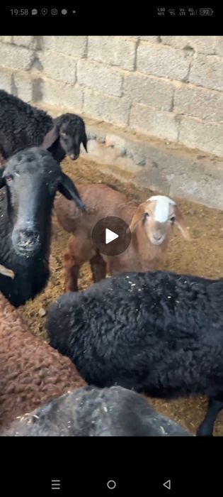 Куй ку́й она куй ва она бола куйлар парода хусори зоддор