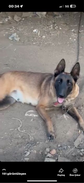 Белгийски малиноа