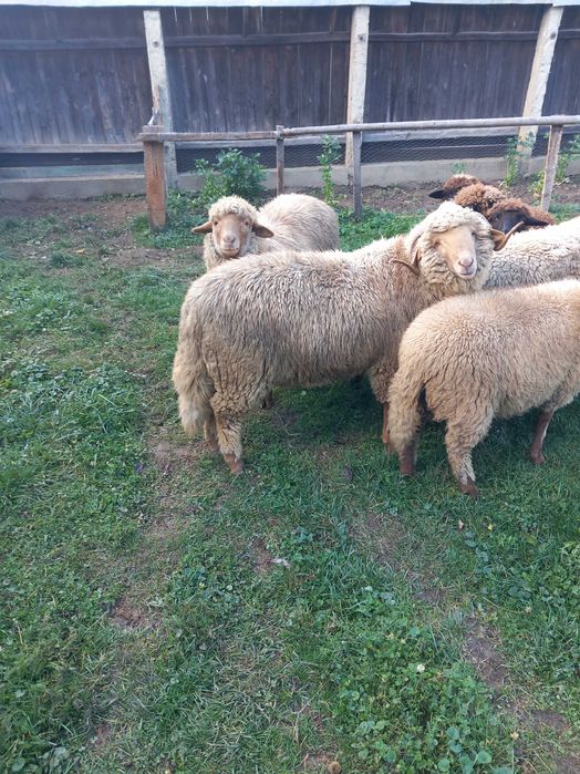 Vând berbec de anul ăsta și mioare