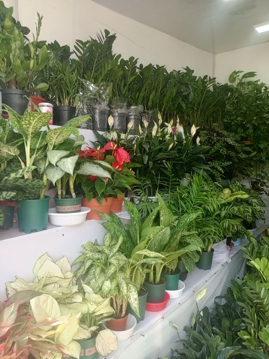 Продаются цветы для офиса и дома
