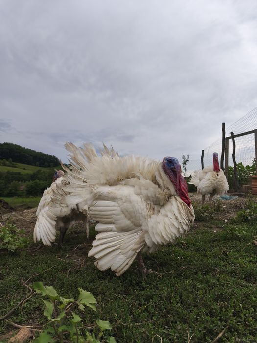 Curci de carne, 35 lei în viu și 40 tăiat,mai multe detalii la telefon