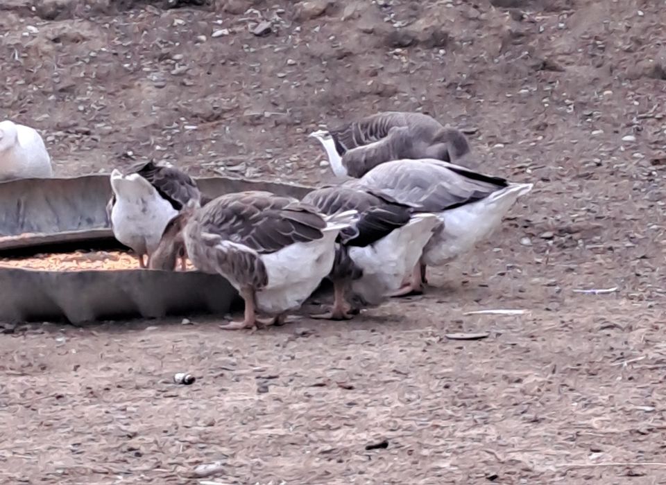 Gaste românești tinere