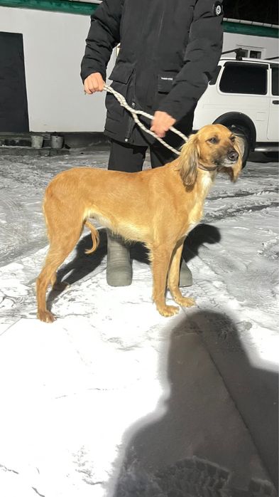 Кумай тазы каншык